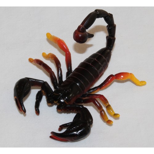 Scorpion | Australian Arachnids | Pink Petunias